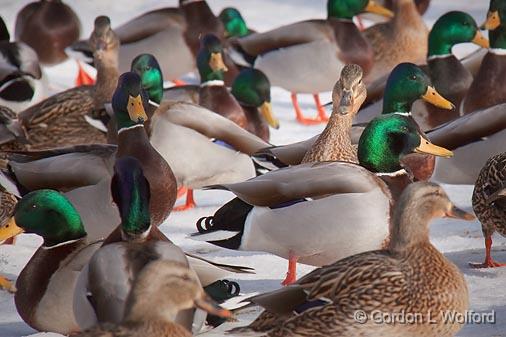 Duck Convention_13814.jpg - Mallard Ducks (Anas platyrhynchos) photographed at Ottawa, Ontario - the capital of Canada.